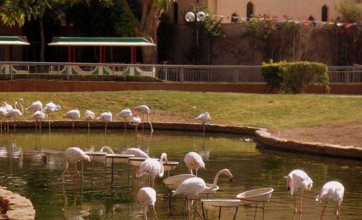 Riyadh Zoo Returns for Third Year With Interactive Experiences