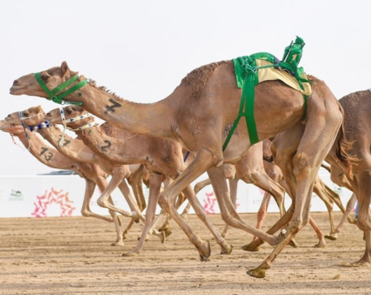 Camel festival 2025 in riyadh: custodian of the two holy mosques