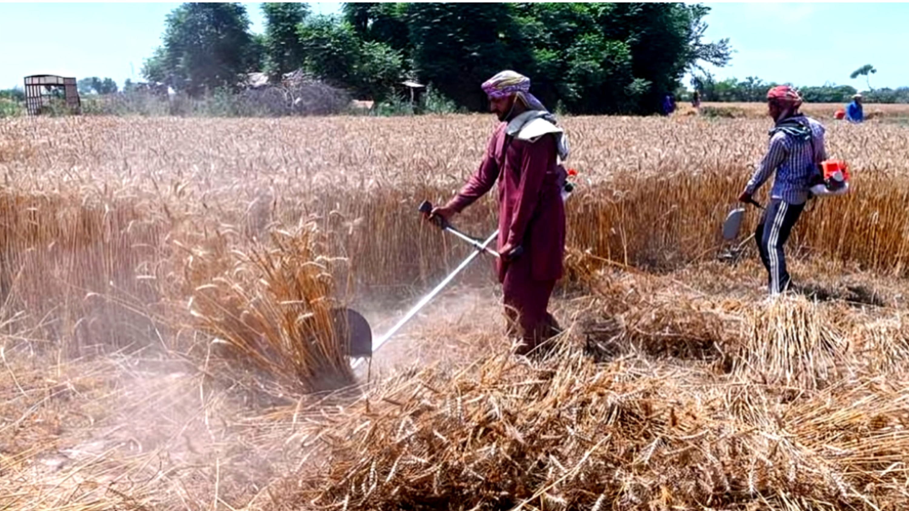 Wheat Cultivation Declines in Pakistan Amid Low Prices and Withdrawal of Support Price