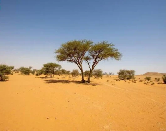 NCVC Launches Plan to Tackle Desertification and Drought