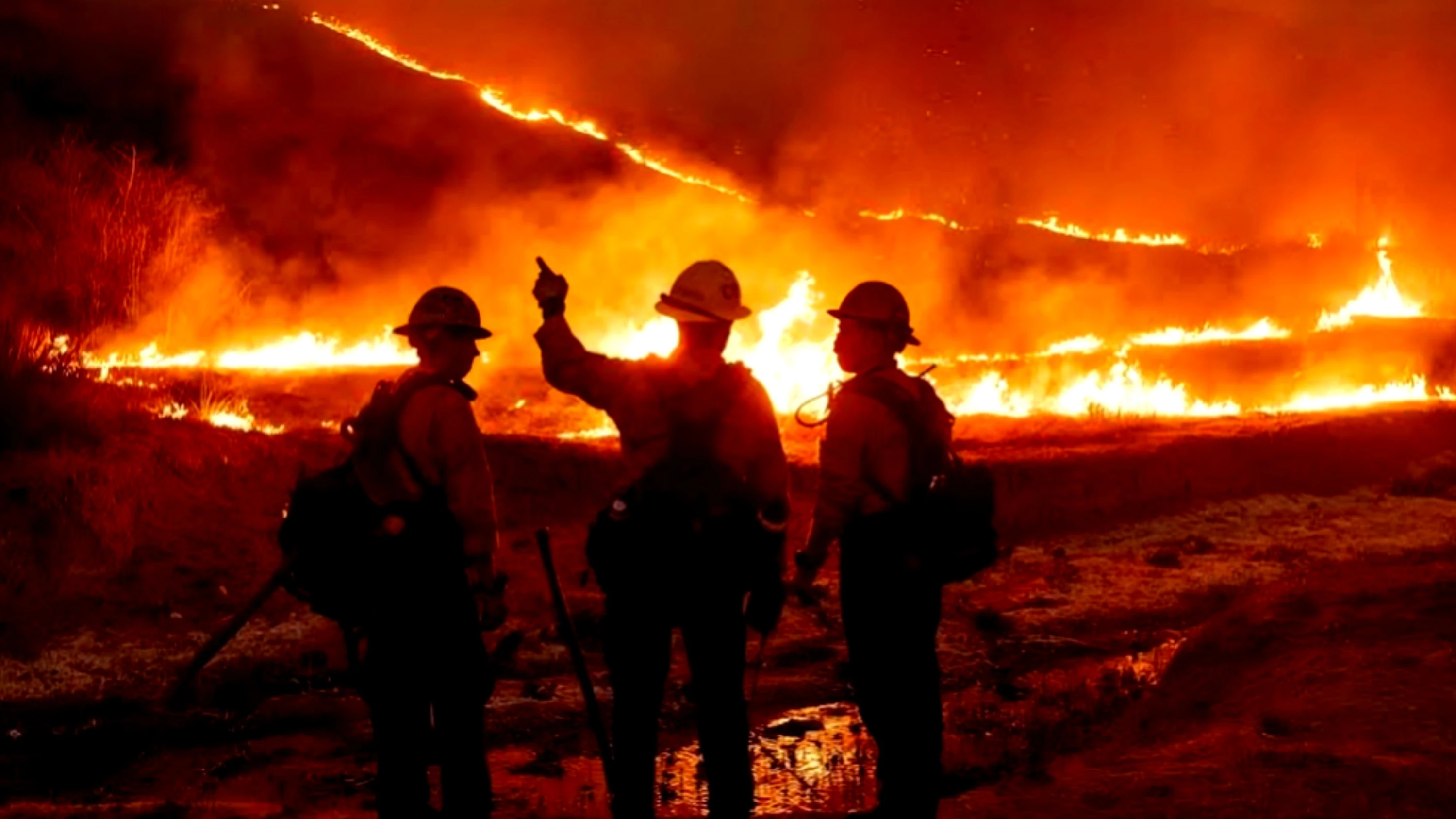 Global Forest Loss Reaches Record High in 2024, Driven by Climate-Fueled Wildfires