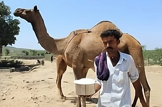 Camel milk touted as diabetic aid and export goldmine