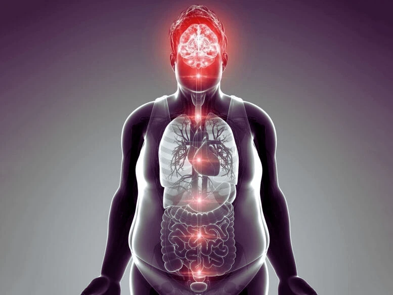 High-fat diet may trigger anxiety by disrupting gut-brain axis