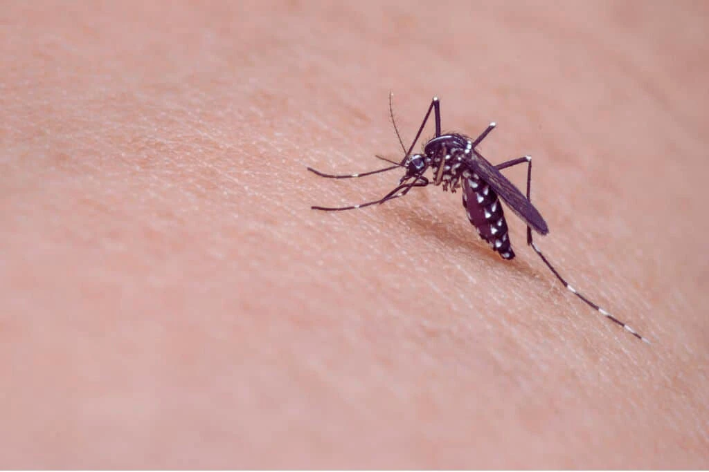 Extreme Climate Change Drive Dengue Surge in Bangladesh