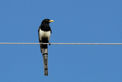 Rare Asir Magpie Faces Survival Challenges in Saudi Arabia