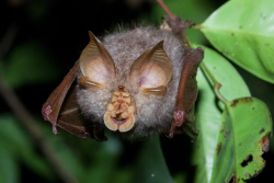 Discovery of Rüppell’s Bat Marks New Milestone for Saudi Arabia's Biodiversity Prince Mohammed bin Salman Royal Reserve Expands Its Ecological Significance