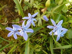 Rare Zilla Plant Adds Vibrant Purple Hues to Saudi Arabia's Northern Borders Environmental Group Highlights Its Role in the Ecosystem and Urges Preservation