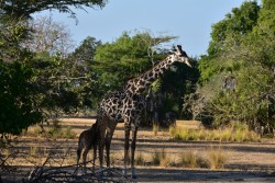 Saudi Ministry Proposes New Regulations for Zoo Locations