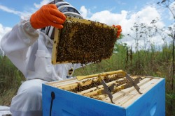 Beekeepers Drive Green Energy Solutions for Sustainability