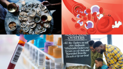 Oyster Blood Protein: A Potential Weapon Against Superbugs