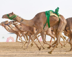 Camel Festival 2025 in Riyadh: Honoring Tradition and Heritage