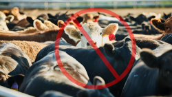 China Bans Livestock Imports from Qatar and Egypt
