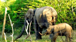 Sri Lanka Announces Emergency Measures to Prevent Deadly Human-Elephant Conflicts