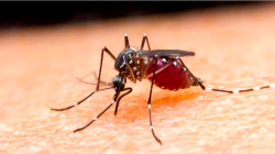 Suspected Malaria and Food Poisoning Kill Dozens in Northwest DRC