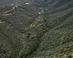Saudi Arabia Marks International Day of Forests with Conservation Efforts