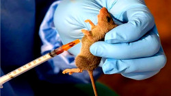Lassa Fever Claims 118 Lives in Nigeria in First Quarter of 2025