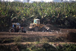 Israeli Army Bulldozes Palestinian Farmland