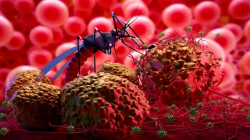 Climate Change Worsening Malaria in Pakistan, Warns WHO and Ministry of NHS