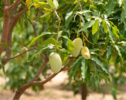 Mango and Tropical Fruits Festival to Begin This Week in Jazan