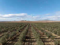 From Olive Trees to Tokens: A New Model for Sustainable Wealth