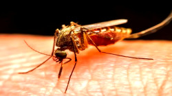 Sindh's Anti-Malaria Budget Fails to Curb Outbreak: Over 28,000 Cases Reported in Four Months
