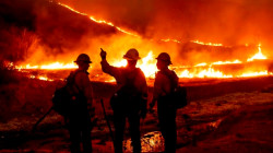 Global Forest Loss Reaches Record High in 2024, Driven by Climate-Fueled Wildfires