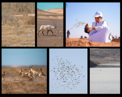 Over 1,245 Wild Animals Resettled in Saudi Arabia’s Largest Reserve