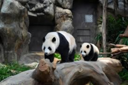 Hong Kong Names Its First Locally Born Giant Panda Cubs: Meet Jia Jia and De De