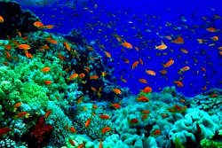 EU Launches Ocean Pact Ahead of UN Summit, Sparking Mixed Reactions