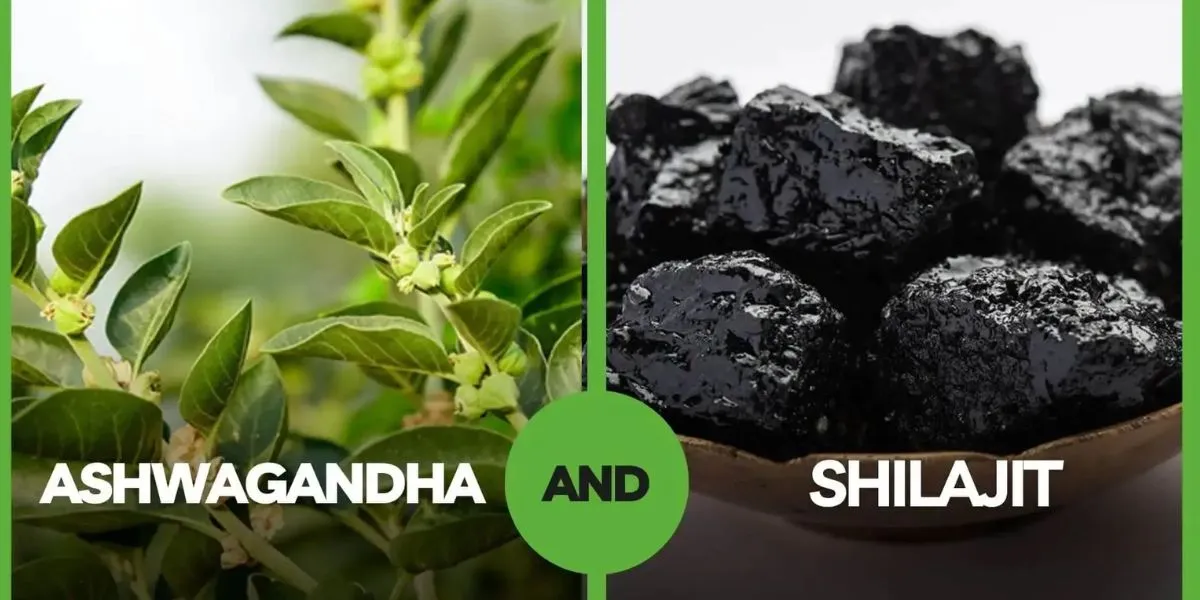 Ayurvedic Specialists Compare Shilajit And Ashwagandha For Wellness Improvement