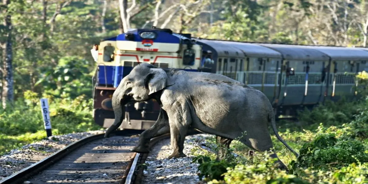 Eight Elephants Die After Rajdhani Express Hits Herd in Assam, Coaches Derail