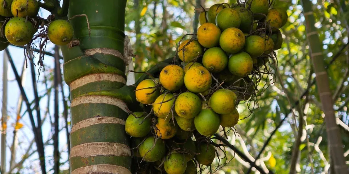 Betel Nut Consumption Linked To Heart Cancer And Metabolic Disorders