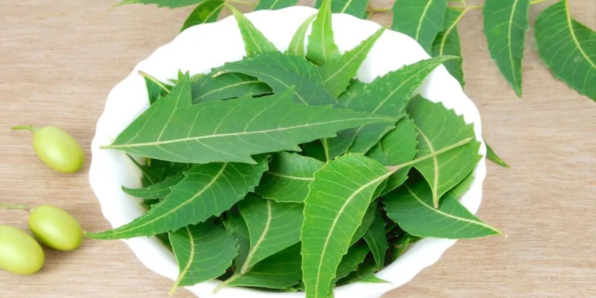 Neem Compound Gedunin Shows Potential in Fighting Pancreatic Cancer