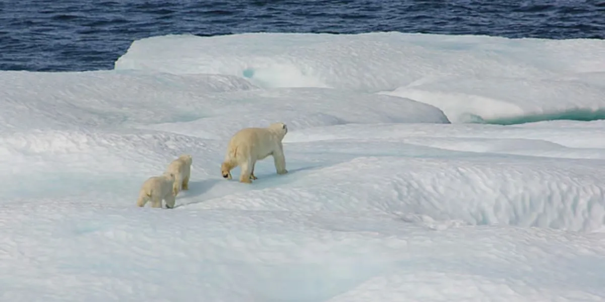 UAE Joins Svalbard Treaty To Advance Arctic Research And Collaboration
