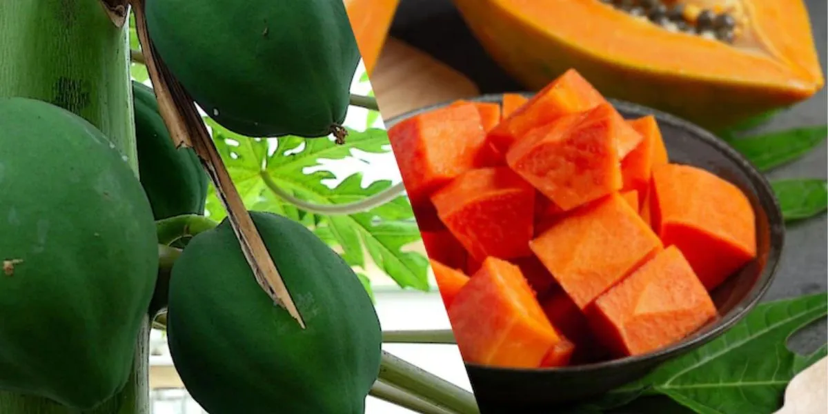 Raw Papaya Controls Blood Sugar Better Than Ripe Sweet Papaya