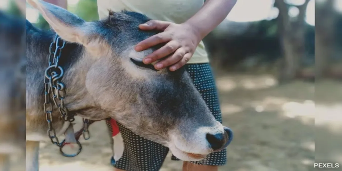 PETA India & Police Foil Planned Animal Sacrifice at Telangana Temple — Law Enforcement Upholds Ban