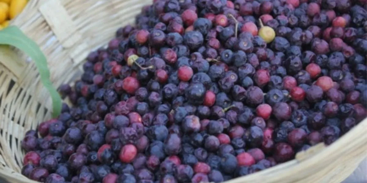   Falsa Fruit Offers Nutritional Benefits For Health And Immunity Boost