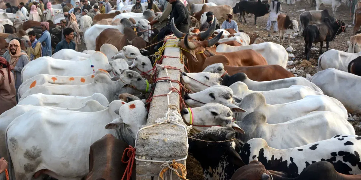 Eid ul Azha 2026 Livestock Markets Surge Amid Soaring Prices Across Pakistan 