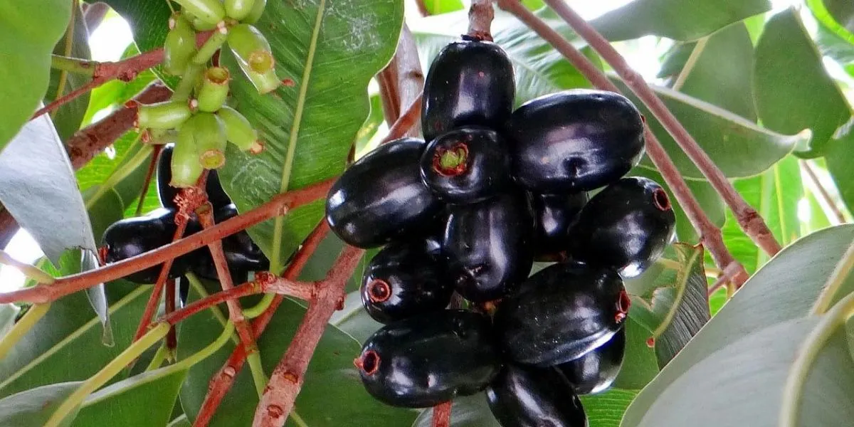 Jamun Boosts Heart Health, Immunity, Digestion, And Blood Sugar Control Naturally
