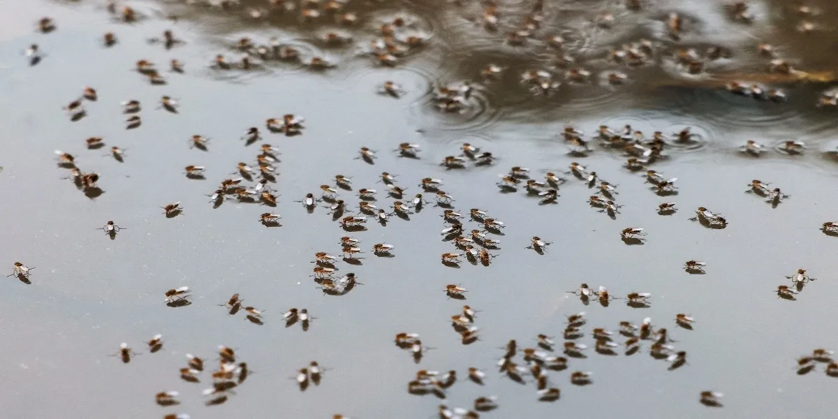 Bangladesh | Politics, Dengue, Economy and Energy Updates