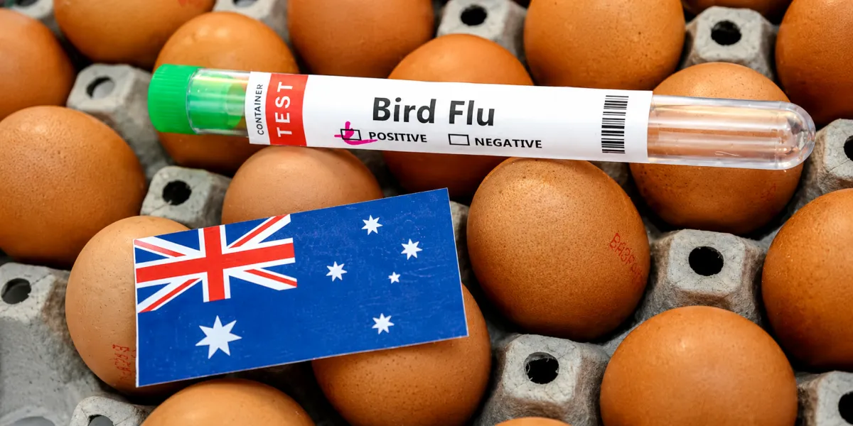 First Australian Seabird Mass Deaths Raise Fresh H5N1 Bird Flu Alarm Nationwide