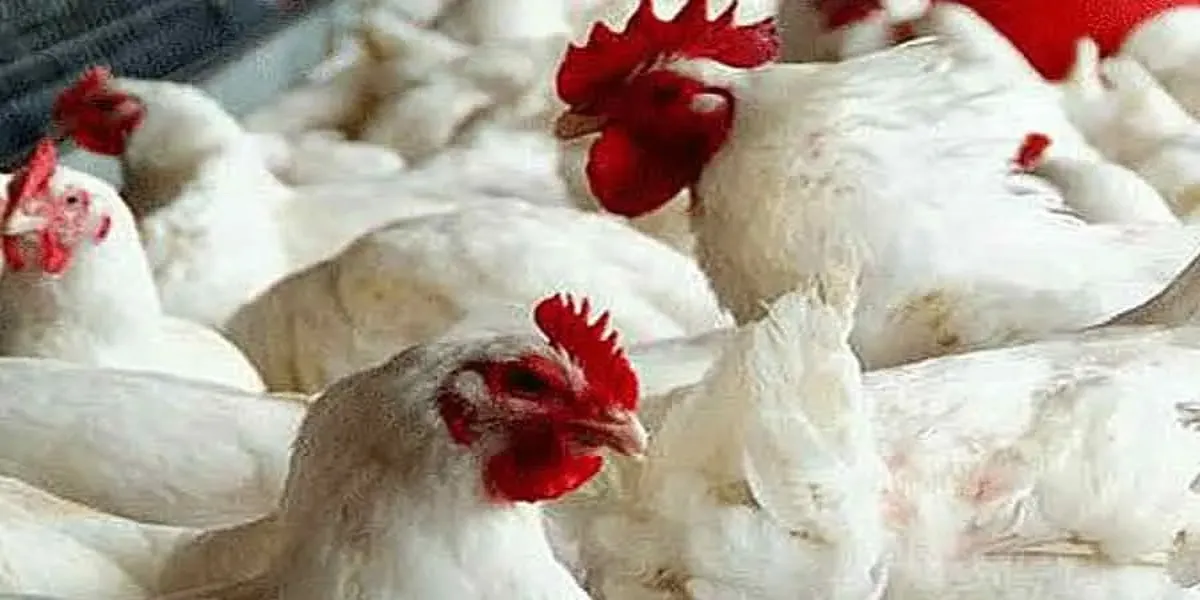 Study Finds Excessive Antimicrobial Residues in Poultry Meat in Bangladesh, India, Vietnam