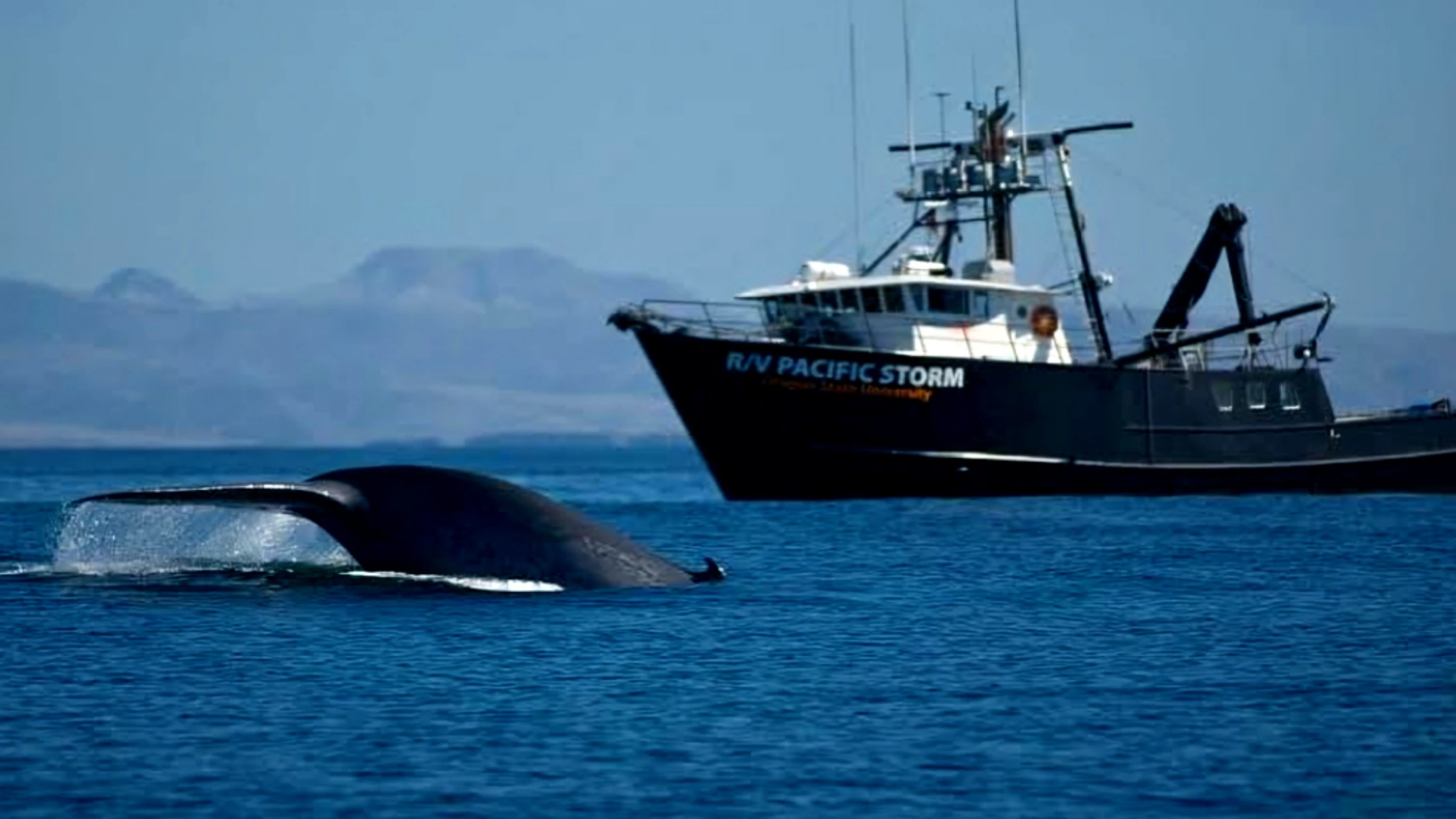 UN Maritime Agency Moves to Combat Rising Threat of Underwater Noise Pollution from Ships