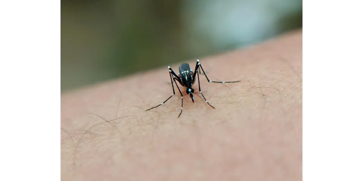 WHO Raises Alarm Over Surging Chikungunya Cases Worldwide