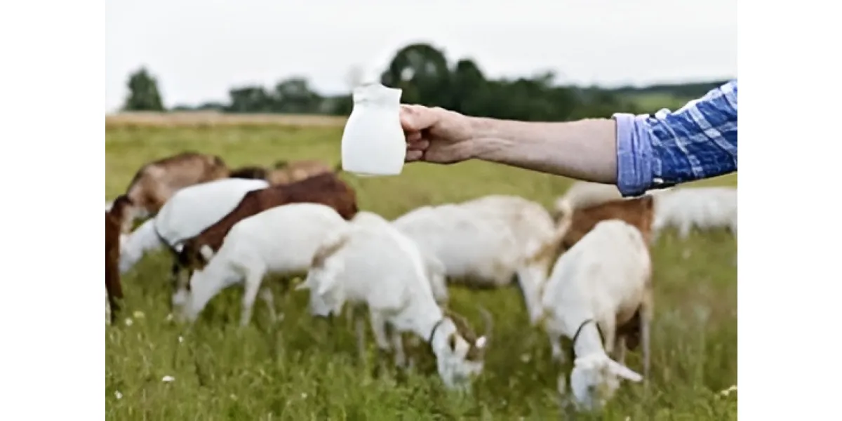 Goat Milk Offers Key Benefits for Aging Muscle Health