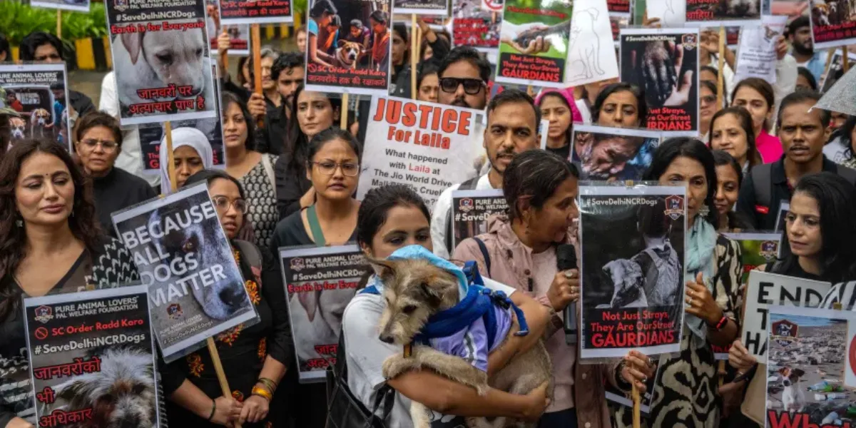 Delhi’s One Million Stray Dogs Win Right to Roam After Supreme Court ...